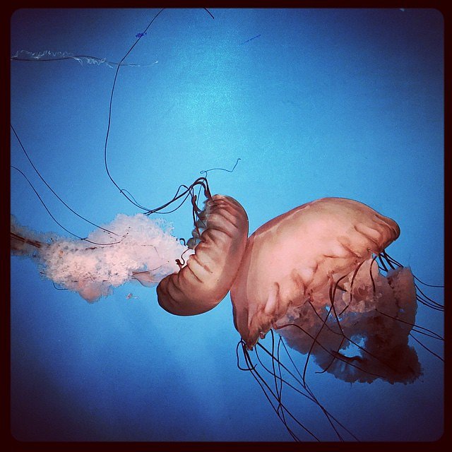 Kissing Jellyfish. National Aquarium. 