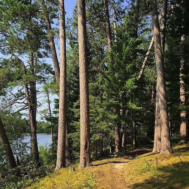 Day trip to Itasca State Park, the headwaters of the mighty Mississippi River. Red Pines that have towered for three centuries on the shore of Lake Itasca. 