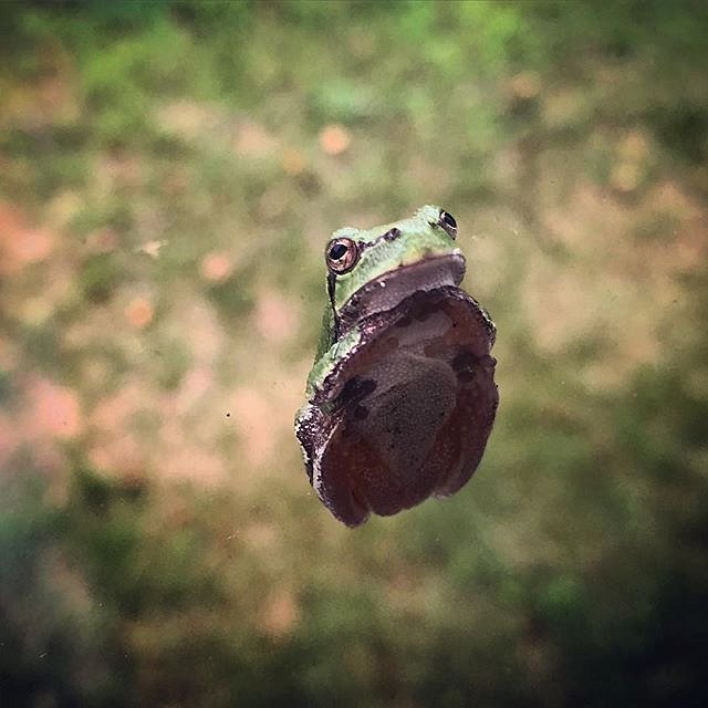 Frog on the window! 
