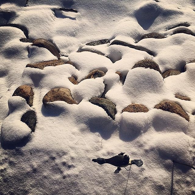 #snow #smallbird #winter #minnesota #usa #lakeminnetonka