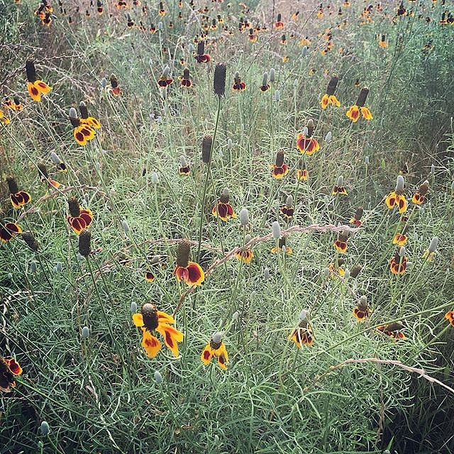 #texas #bosquecounty #clifton #wildflowers #lookingforcowboys