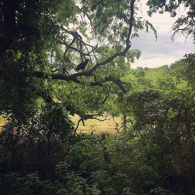 #vulture #texas #valleymills #summer #lookingforcowboys