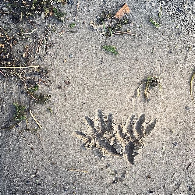 Errol tracks. 