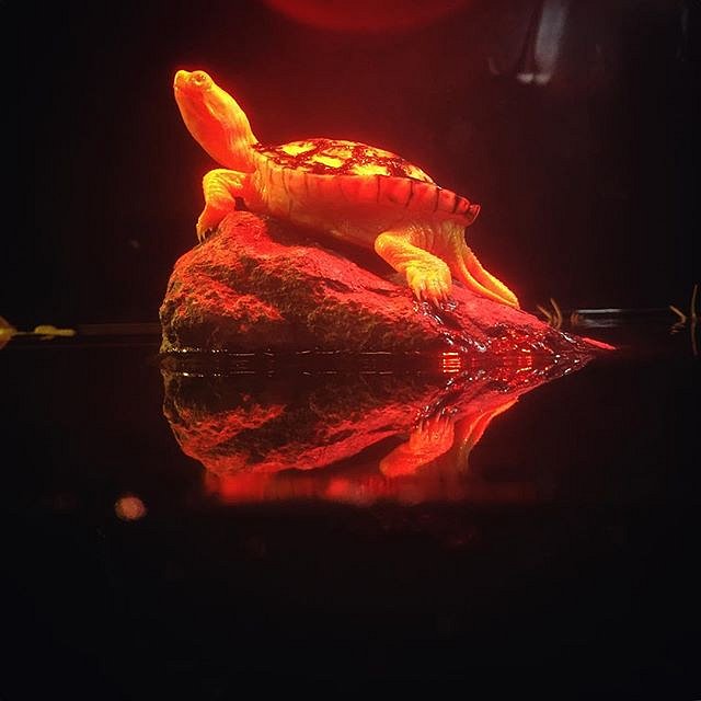 A Western Painted Turtle with albinism stays warm under the heat lamp on this chilly Thanksgiving Day in Minnesota. 