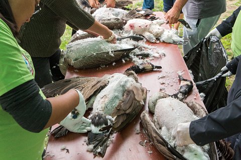 Geese shot on the first day of the hunting season on the Red Lake Indian Reservation in northern Minnesota are plucked by participants of the second annual Food Summit. <br>September 2017.