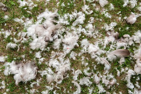Feathers on the ground after a goose plucking demonstration.<br>September 2017.