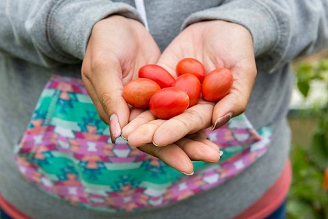 Heirloom tomatoes grown in Gitigaanike Garden on the Red Lake Indian Reservation.
The garden is run by the Red Lake Local Food Initiative, whose aim is to feed the roughly 5000 residents of the reservation with food soley cultivated on the reservation. <br>September 2017.