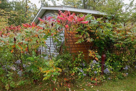 Sumac grows in the yard of Victoria Iron Graves. Sumac berries are used to make tea that tastes like lemonade. <br>September 2017.