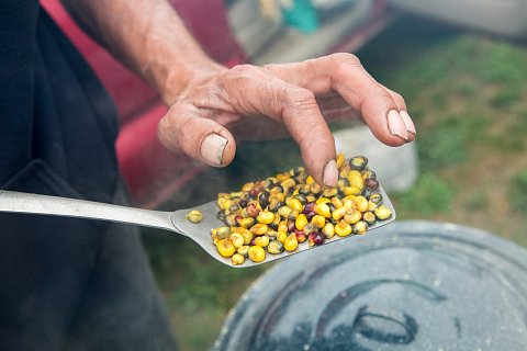 Jack Desjarlait checks the hominy he is preparing at the second annual Red Lake Nation Food Summit on the Red Lake Indian Reservation in northern Minnesota. <br>September 2017.