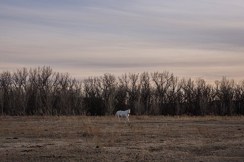 A horse walks across a field at Gunville Ranch on the Cheyenne River Reservation, a sovereign Lakota nation in the state of South Dakota. 
