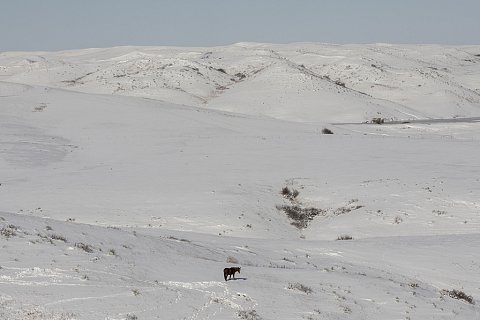 A horse walks across a fresh blanket of snow on the Cheyenne River Reservation, a sovereign Lakota Nation within the state of South Dakota. The fourth largest reservation in the United States, Cheyenne River covers 4,267 square miles (11,051 square kilometers). 