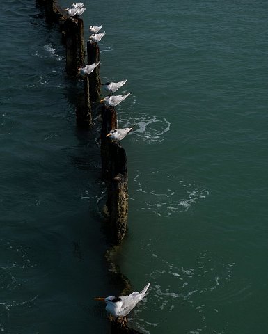 Terns rest on old pilings near Higgs Beach in Key West, Florida.
